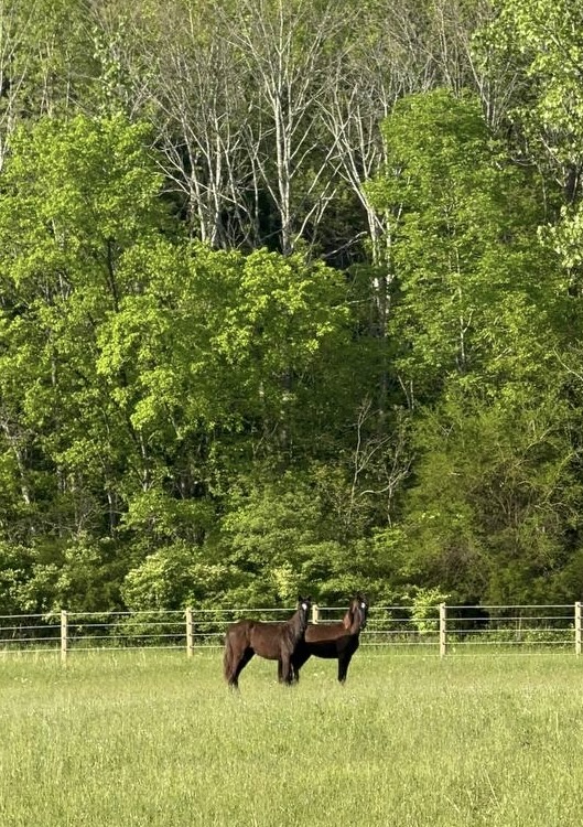 moose lola