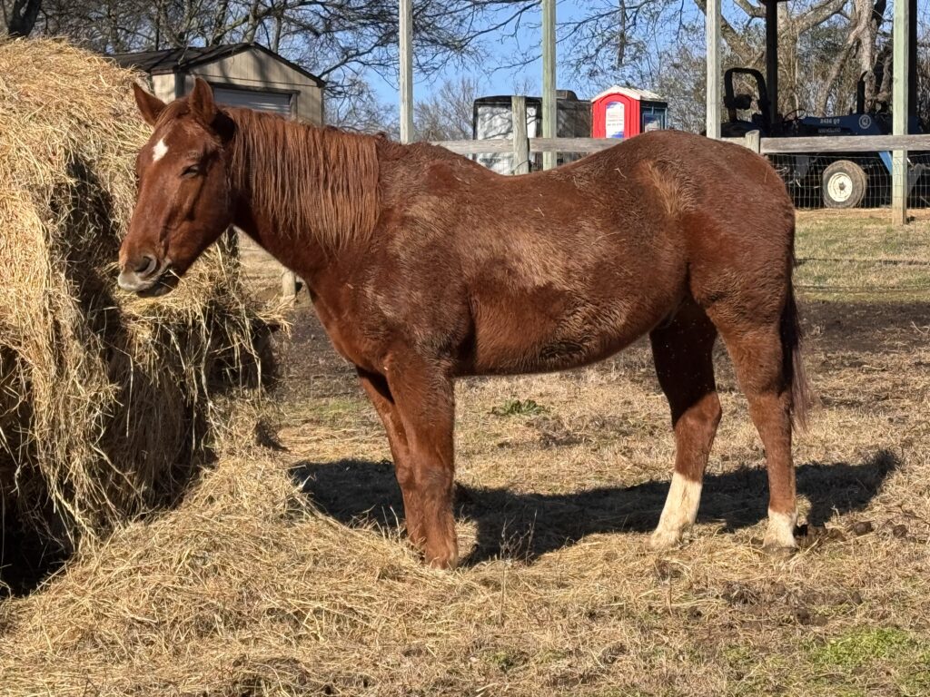 Chili Bean